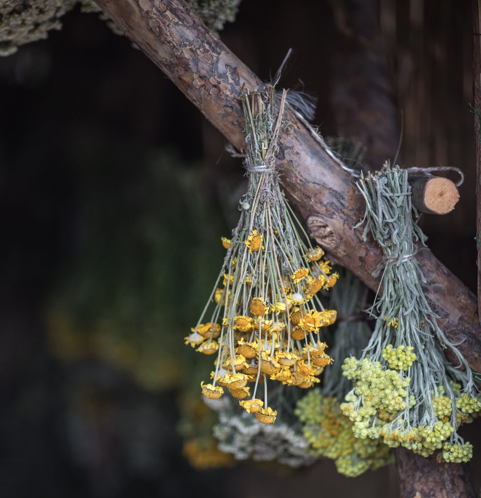 Bundles of dried plants tied with twine, hanging from a rough wooden branch, with small yellow flower heads in focus.